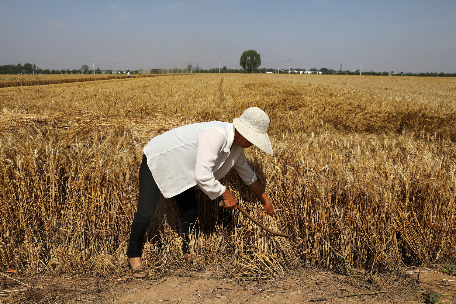 Produtores colhem trigo em Handan, na província de Hebei, China