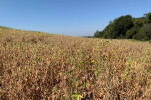 Fecoagro_RS/Divulgação