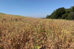 Fecoagro_RS_divulgação