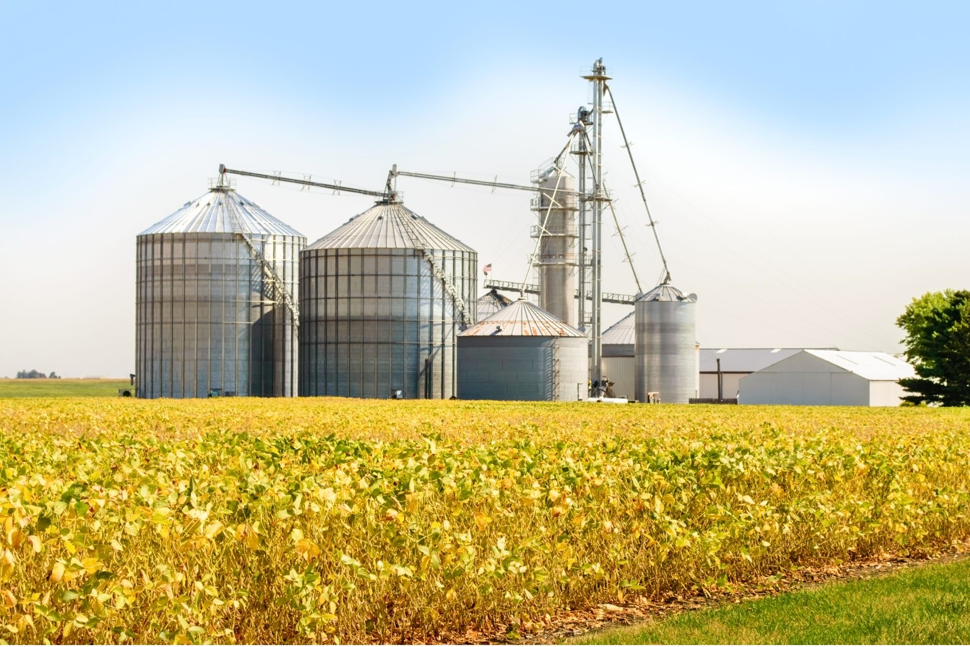 Brasil & Tavares Agronegócio