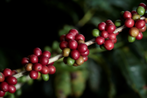 Ramo de pé de café