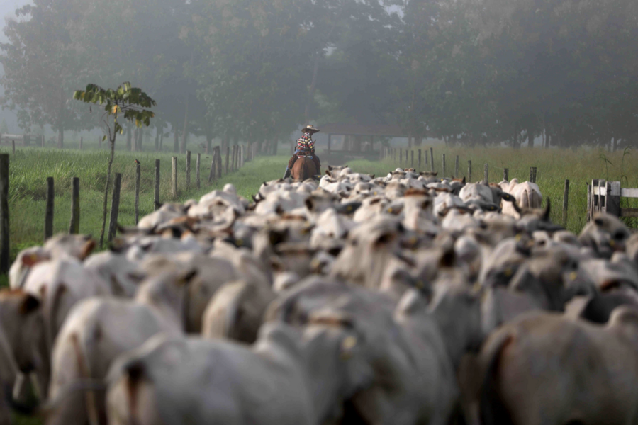 Rebanho bovino no Pará