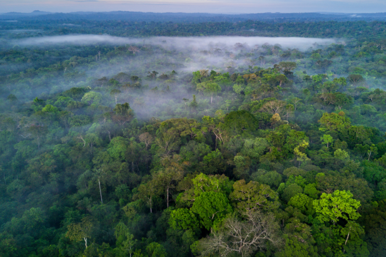 Floresta amazônica