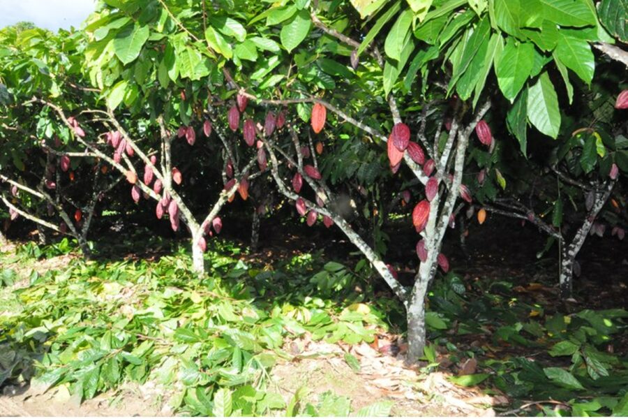 Aguido Ferreira_Ceplac Bahia