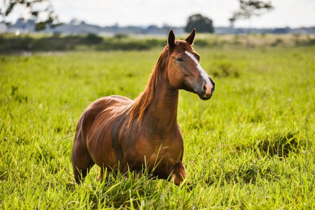 Cavalos Fazem Parte Da Vida Nas Fazendas 4232