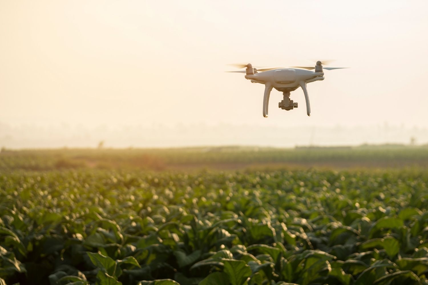 Sem trabalhadores, empresa cria drones com IA para colher frutas