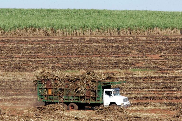 Caminhão carregado de cana em um campo de cana, movimentando a produção de açúcar