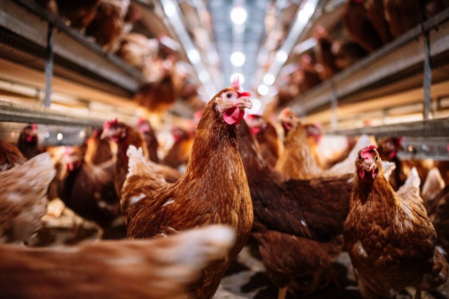 Granja de aves marrons, com uma em destaque