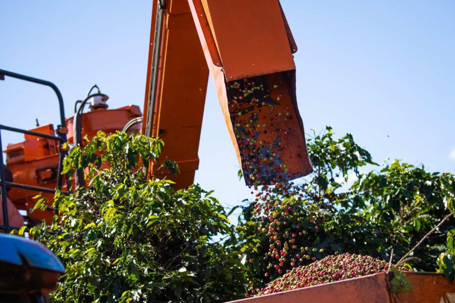 lavoura de café com máquina colhendo o grão