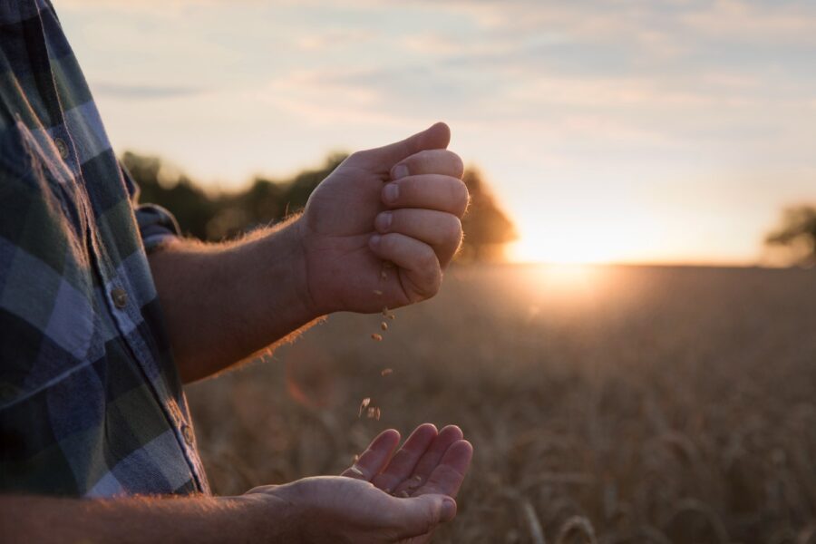Produtor de camisa xadrez em uma lavoura segurando grãos. Ao fundo , o por do sol