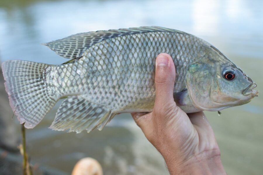 Tilápia sendo segurada. Na foto aparece uma mão de homem segurando o peixe