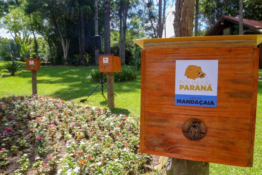 Três caixas de abelhas sem ferrão em parque de Curitiba