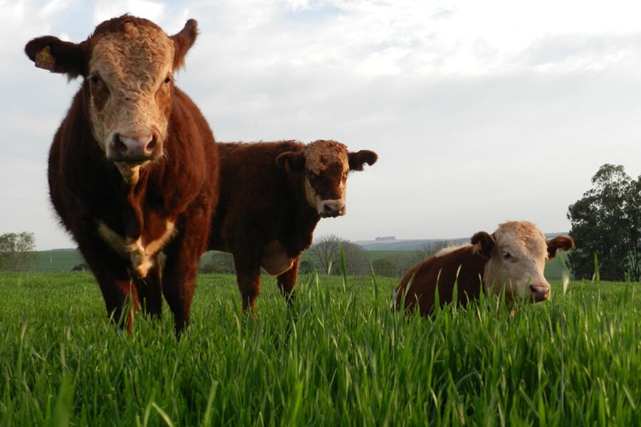 Embrapa_Divulgação