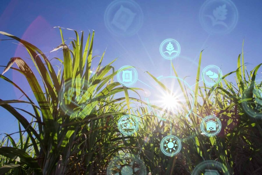 Lavoura de cana-de-açúcar na contra luz, em dia de céu claro. Por cima da foto, uma representação de ícones que remetem ao que é o blockchain