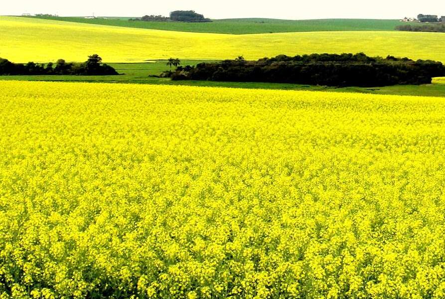 Lavoura de canola com floração, toda amarela, no sul do país. No meio da plantação há uma área de vegetação nativa preservada