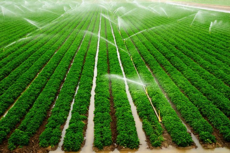 Irrigação em um lavoura plantada em linha