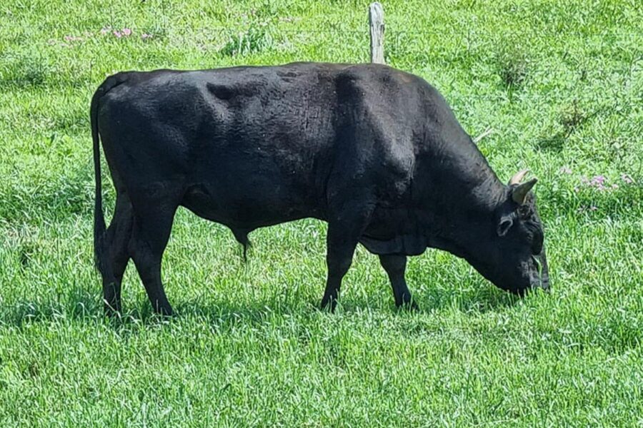 Pastagem trigo com um boi preto da raça wagyu pastejando