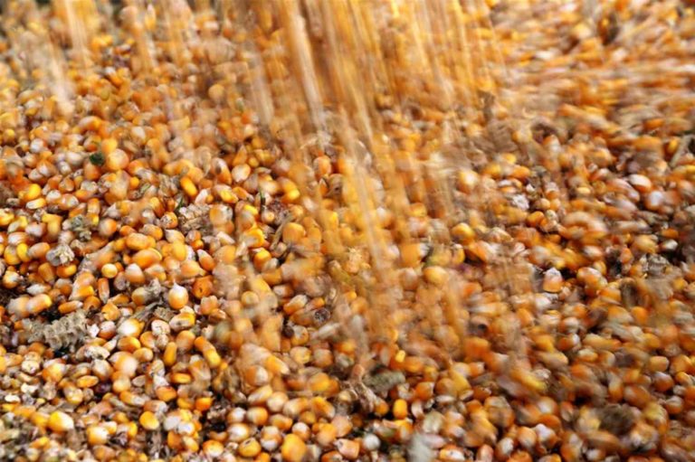 Imagem mostra um carregamento de milho