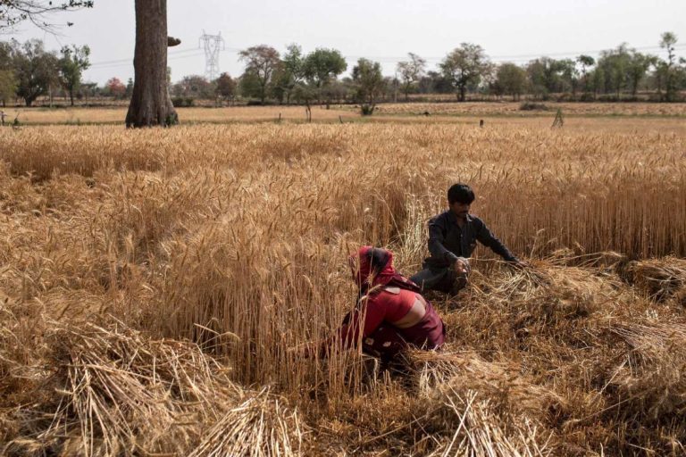 Pessoas colhendo trigo em campo