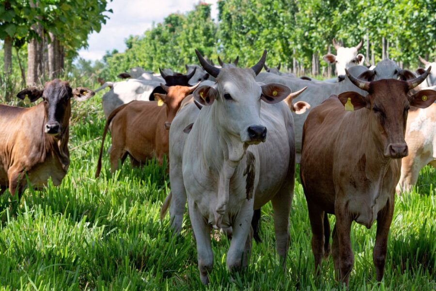 Bovinos protegidos pela sombra de uma floresta