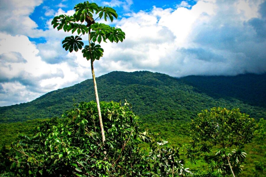 Exemplar de embauba destacando na paisagem de fundo morros de floresta atlântica