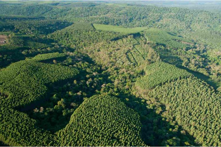 Imagem mostra cena aérea de floresta de árvores plantadas e área de morros
