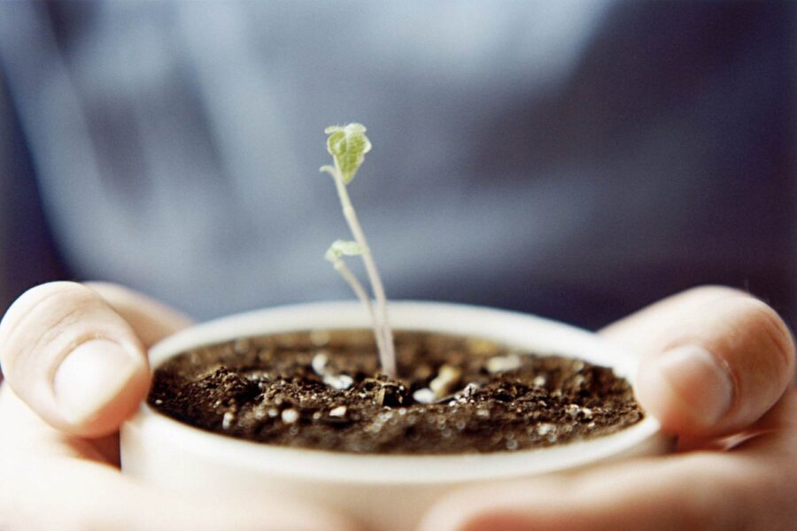 Pessoa segurando um vaso com uma planta nascendo