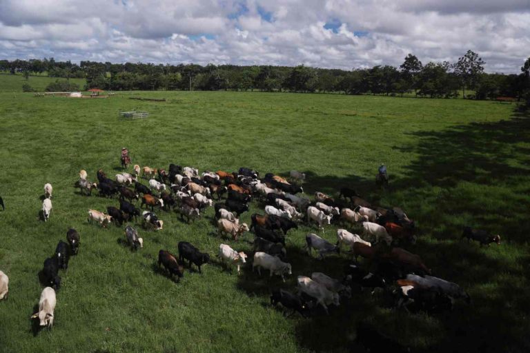 Imagem mostra gado no Pará