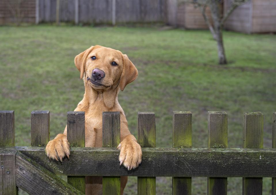 Concurso escolhe fotos de pet mais engraçadas do mundo