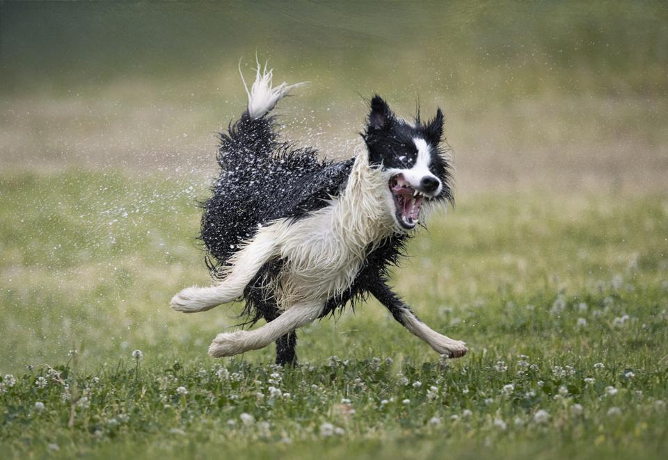 As fotos de pets mais engraçadas: veja finalistas de concurso - Forbes