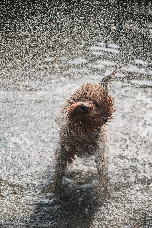 Animais engraçados: Confira a lista e fotos - Portal do Dog