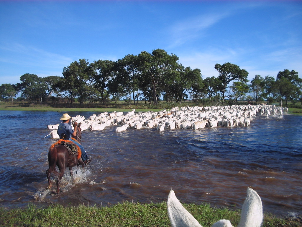 Peão boiadeiro tangendo boiada em direção a açude em fazenda do Pantanal  Sul, Pulsar Imagens