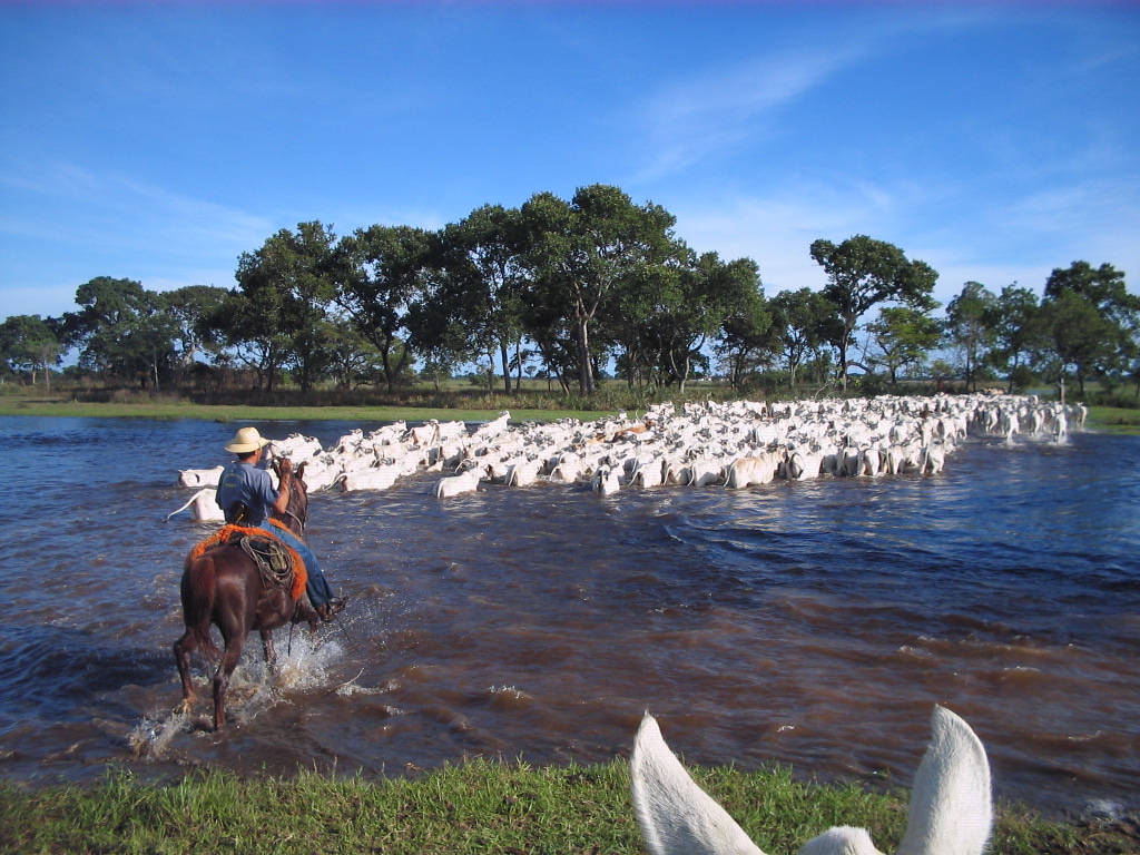 Peão boiadeiro tangendo gado nelore em fazenda - Pantanal Sul, Pulsar  Imagens