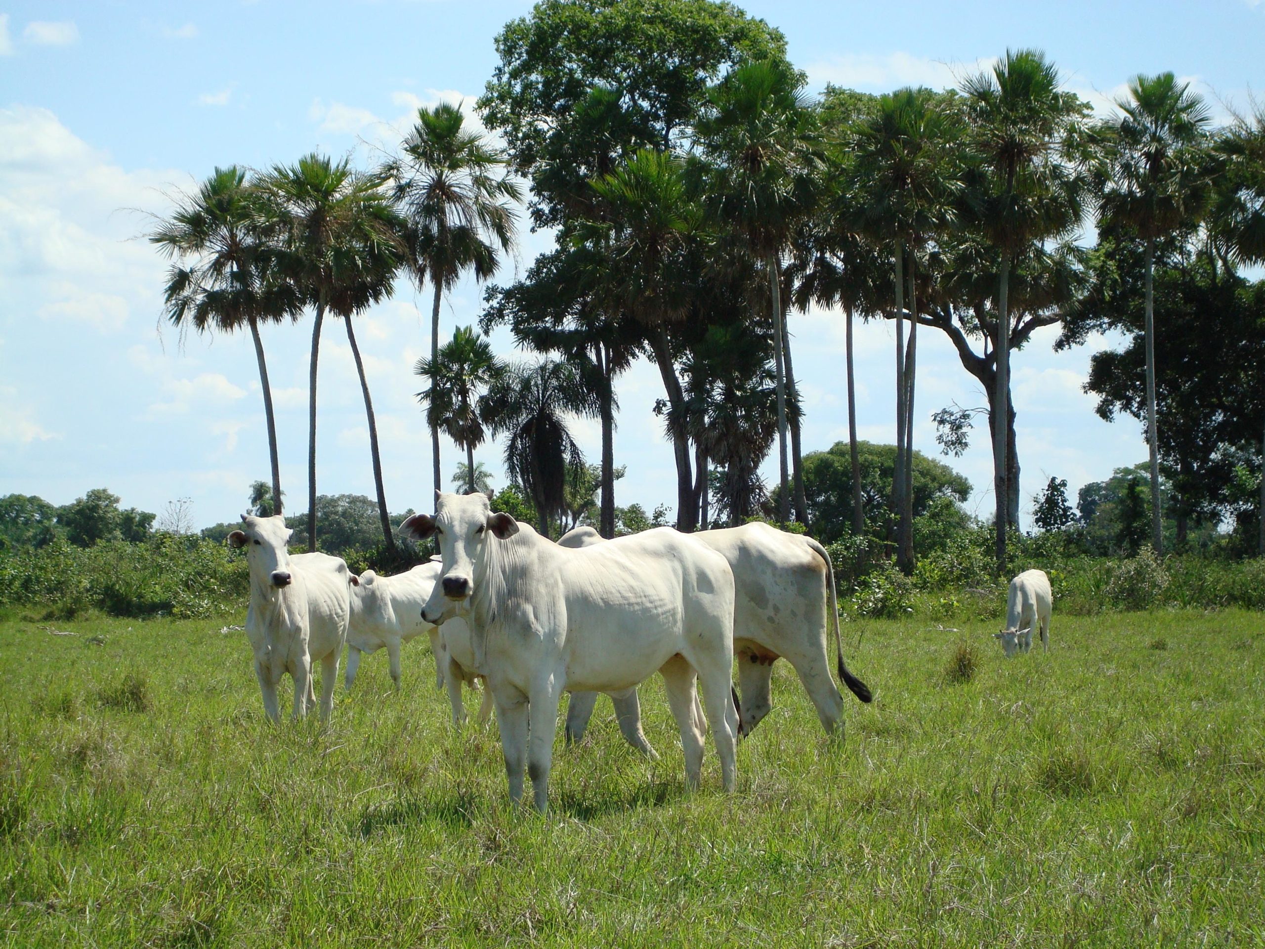 Peão boiadeiro tangendo gado nelore em fazenda - Pantanal Sul, Pulsar  Imagens