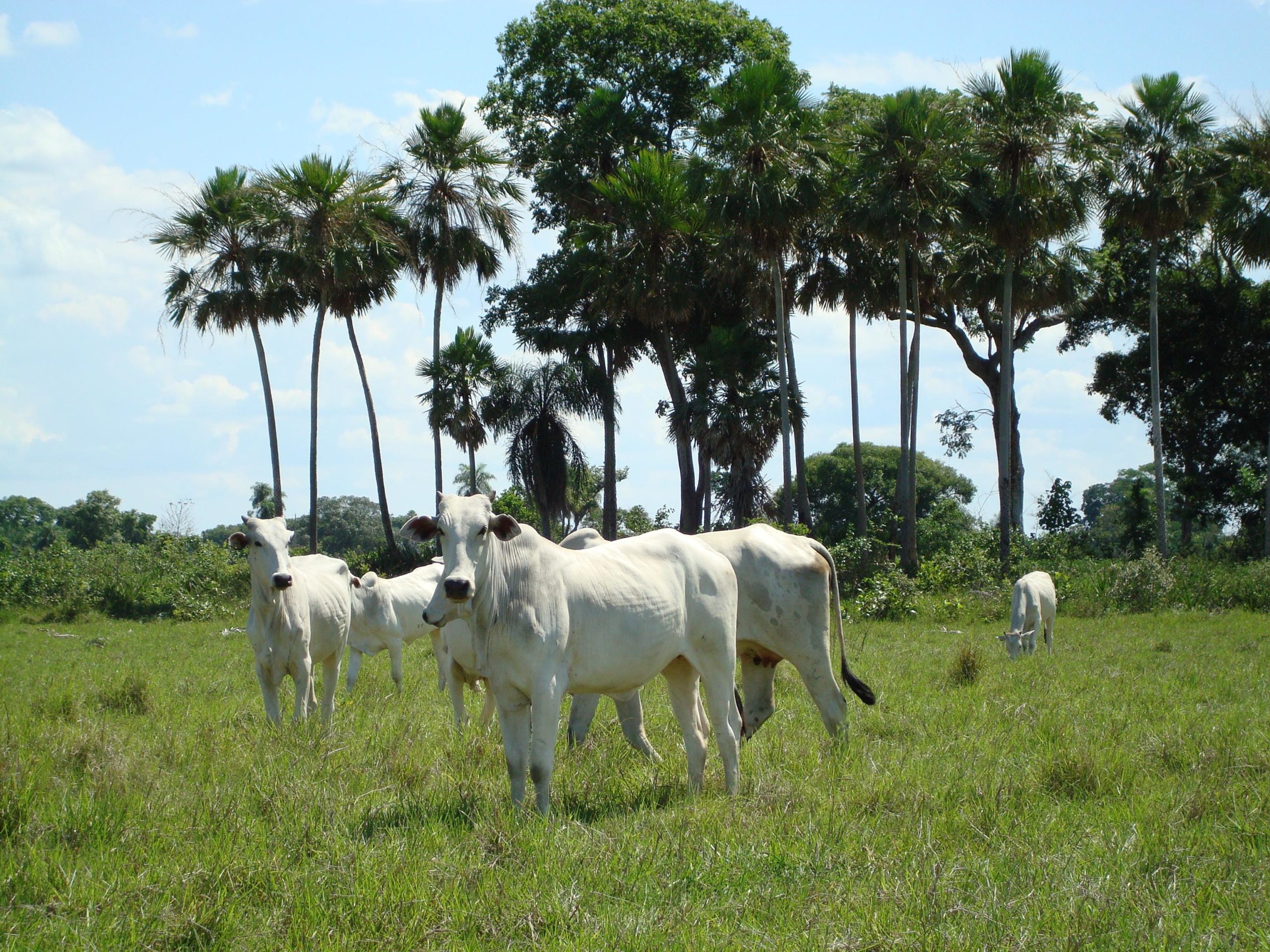 Peão boiadeiro conduzindo gado nelore em fazenda - Pantanal Sul, Pulsar  Imagens