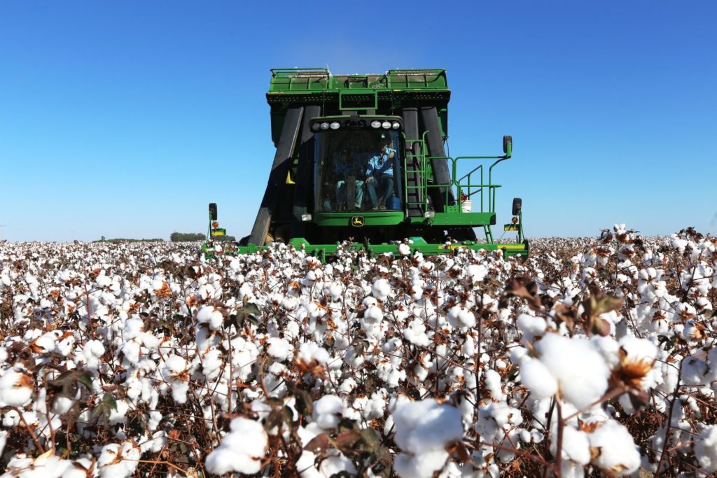 Como o algodão sai do campo e vai parar na sua roupa - Forbes