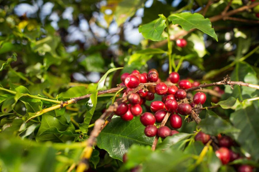 Plantação de café