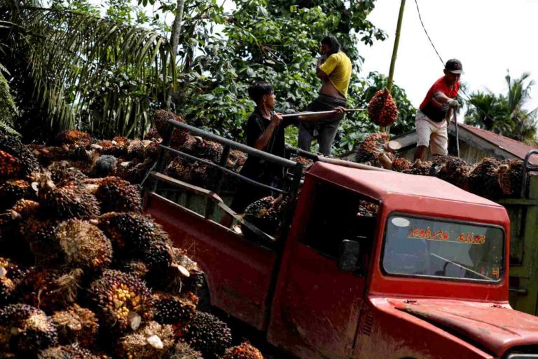 Trabalhadores transportam palma na Indonésia.