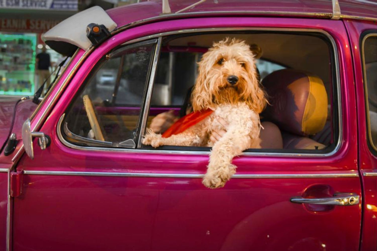 As fotos de pets mais engraçadas: veja finalistas de concurso - Forbes