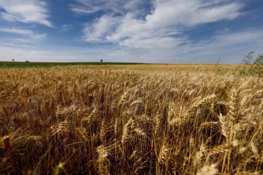 Campo de trigo com céu azul