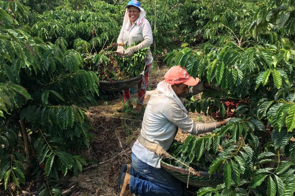 Recolhedora de cafe conilon Robusta Pinhalense #robusta #agro #agrobo