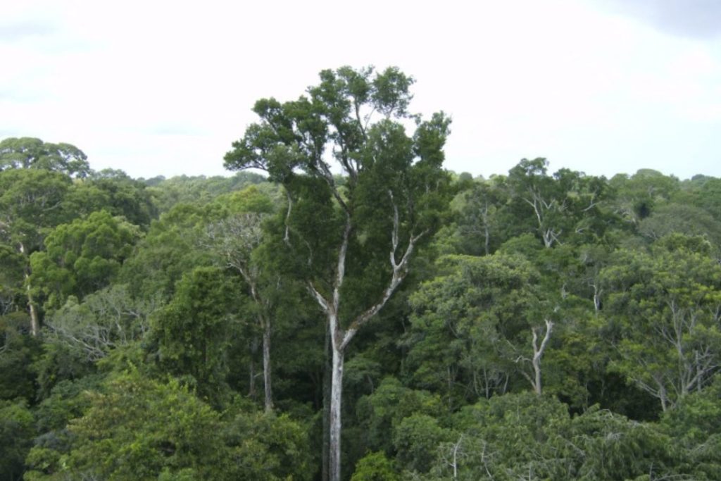 Fraca demanda por produtos de baixo carbono prejudica o investimento verde