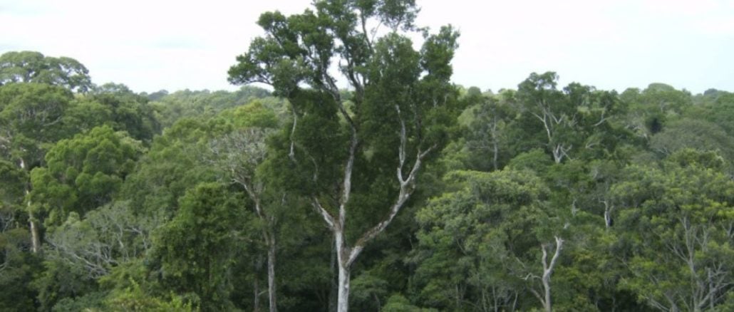 Investidores em Mercados de Carbono Têm US$ 1,5 Bilhões para Proteção da Amazônia