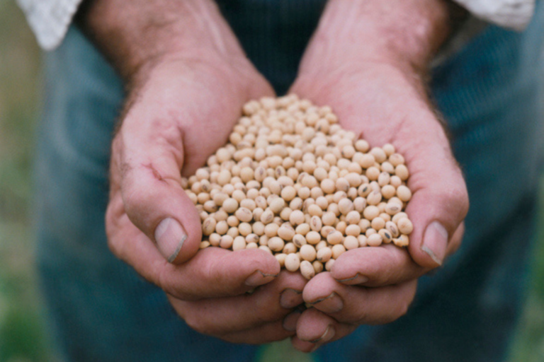 Agricultor com grãos de soja na mão