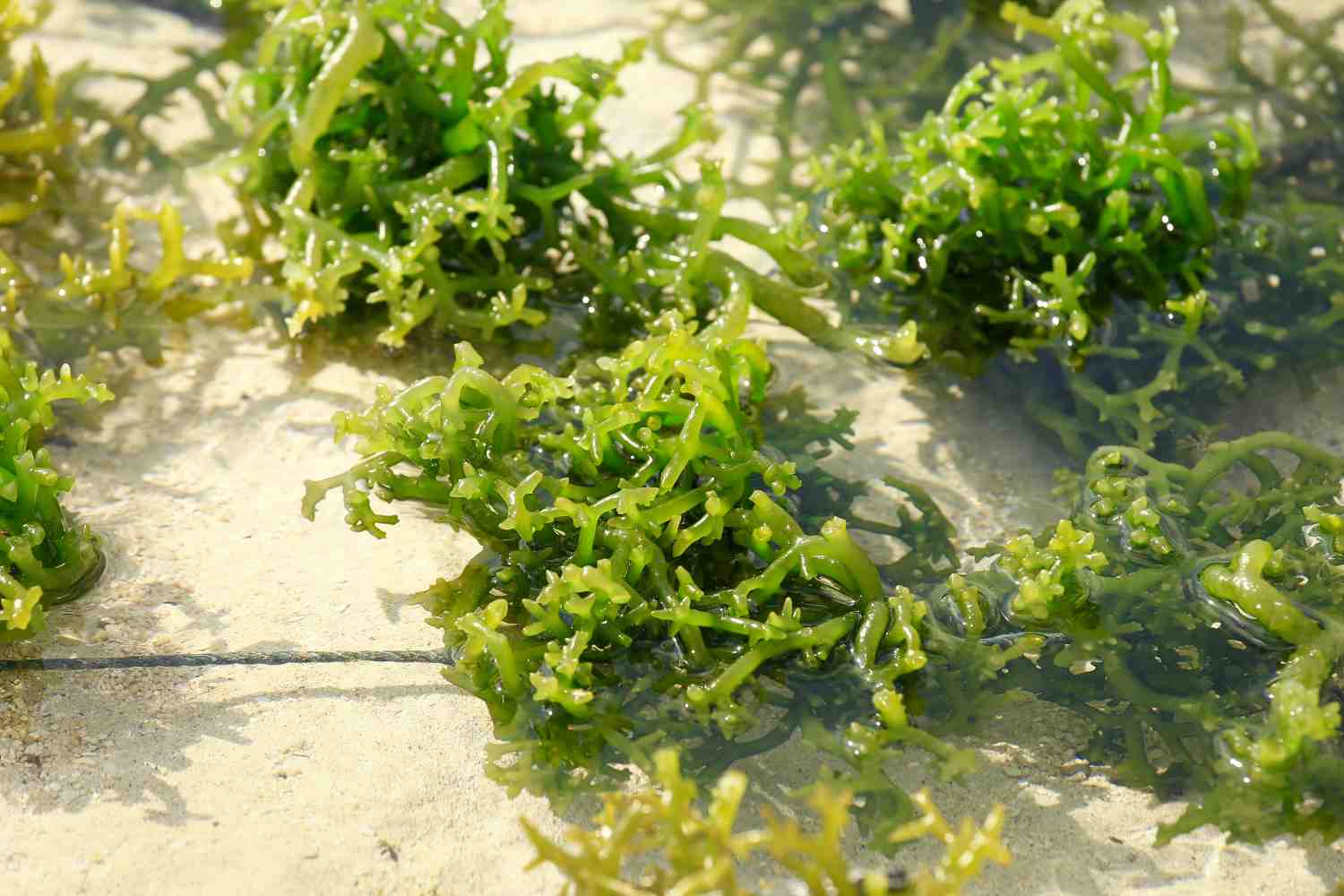 Algas marinhas, fonte de alimento saudável. - ALGASTECH
