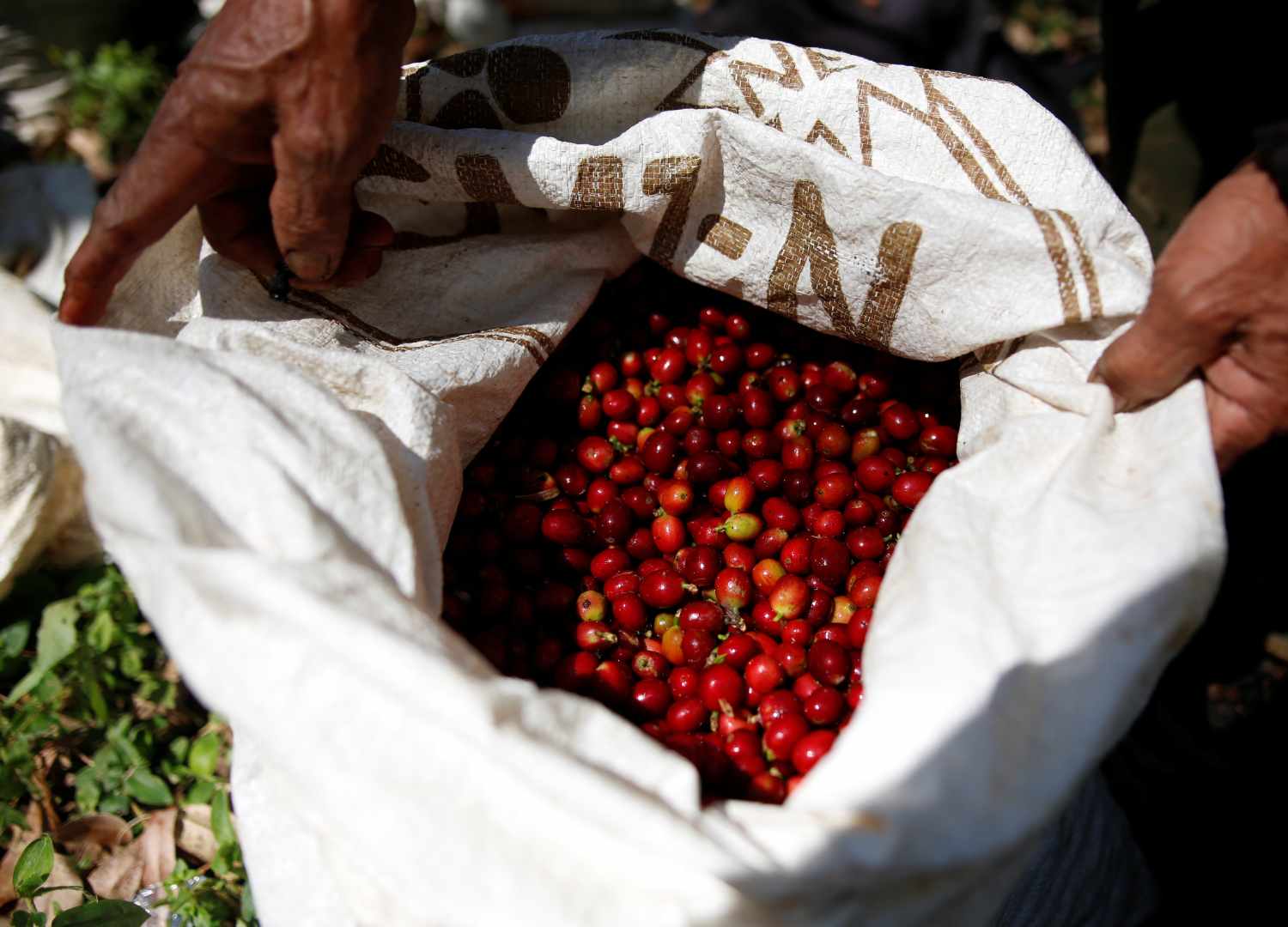 preços de café no vietnã despencam seguindo mercado de londres