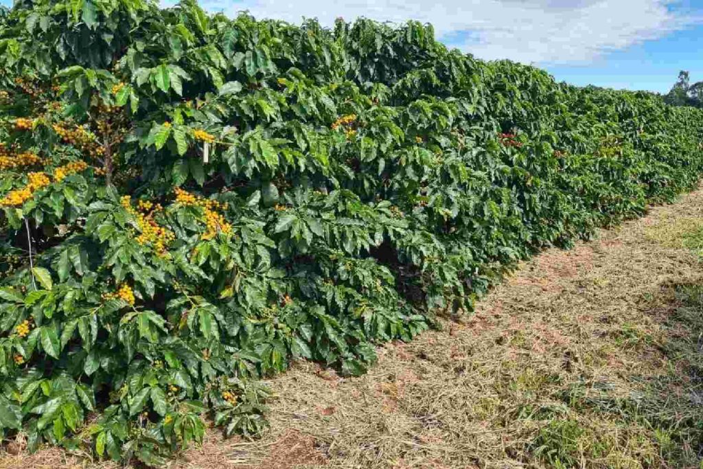 Preço do café robusta dispara com aumento no blend da indústria e fluxo  lento- Forbes