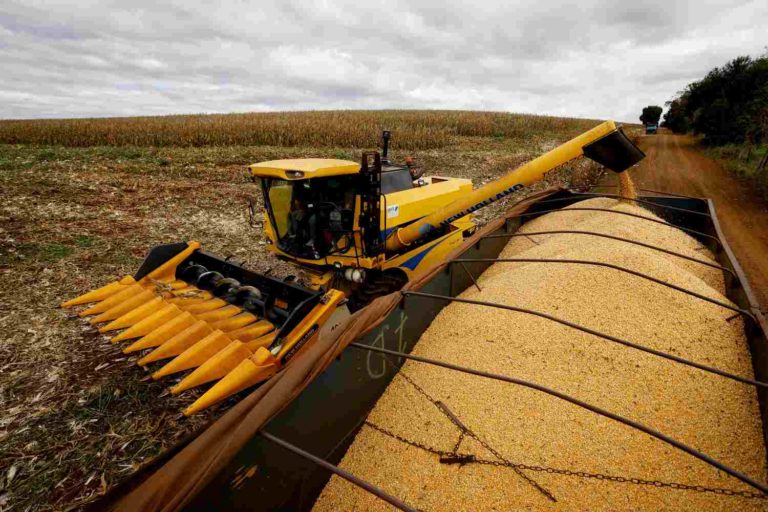 Trator coloca grãos de milho em carreta grande