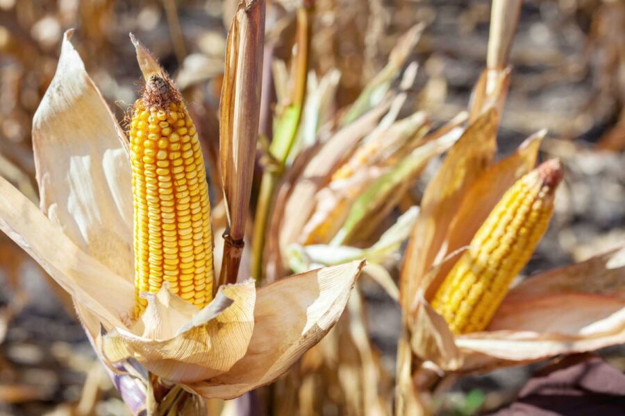Espiga de milho plantada, mostrando a produção de milho