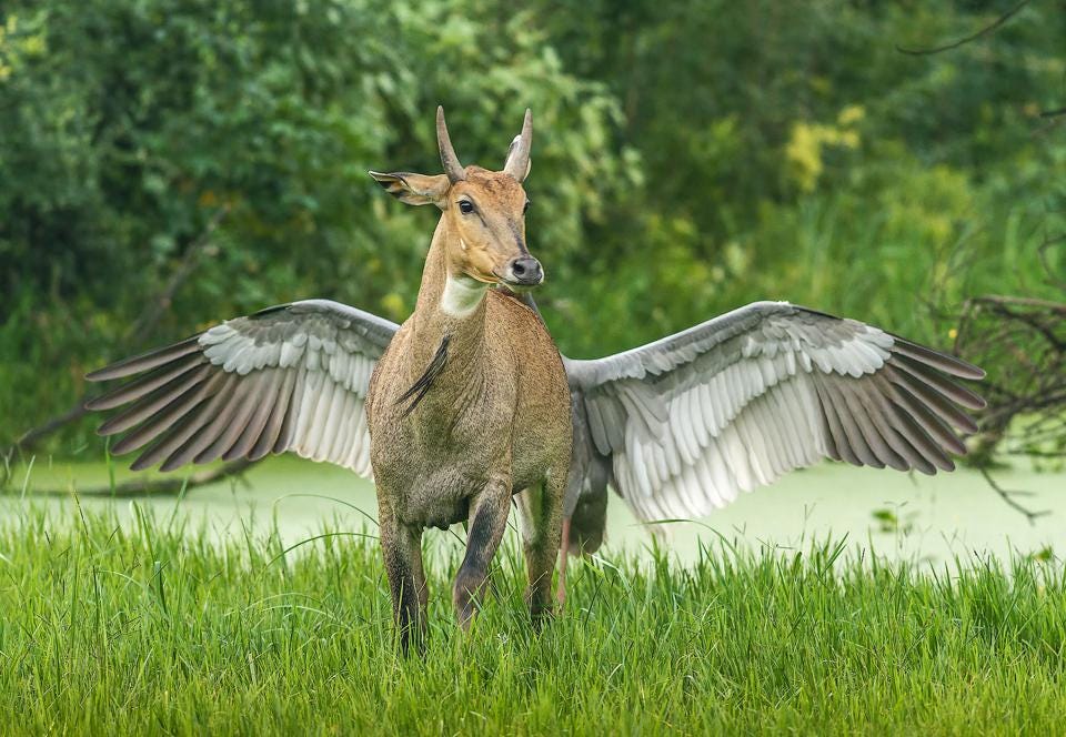 15 animais engraçados por natureza: fotos, memes e curiosidades